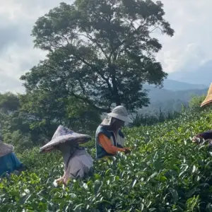 三峽綠茶種植區