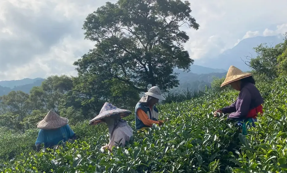 三峽碧螺春綠茶種植區
