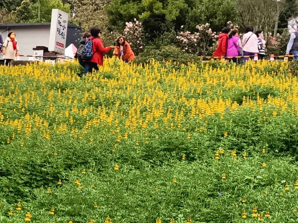 龍潭大北坑魯冰花祭