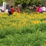 龍潭大北坑魯冰花祭