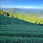 阿里山茶區