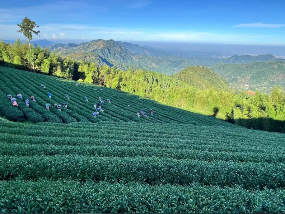 阿里山茶區