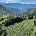 阿里山高山茶區