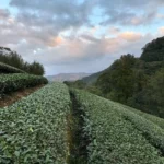 白青長茶坊的包種茶區