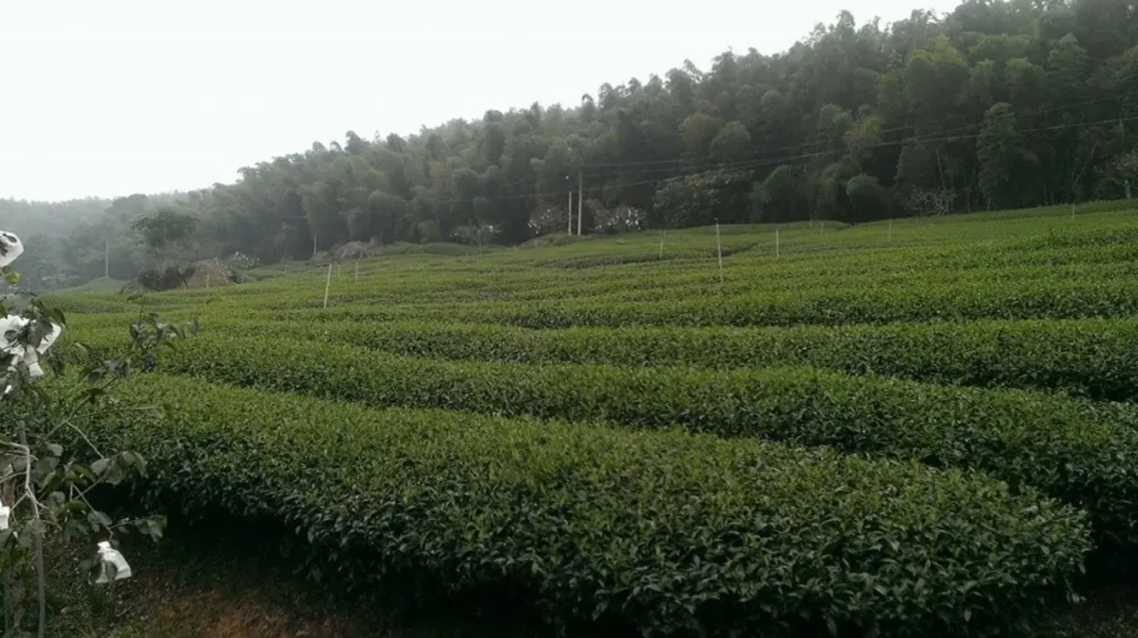 南投鹿谷凍頂烏龍茶區