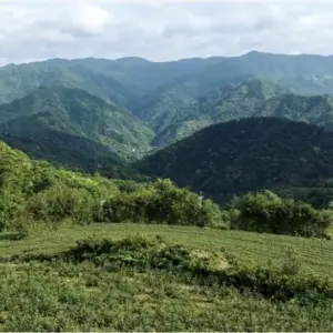 坪林包種茶故鄉