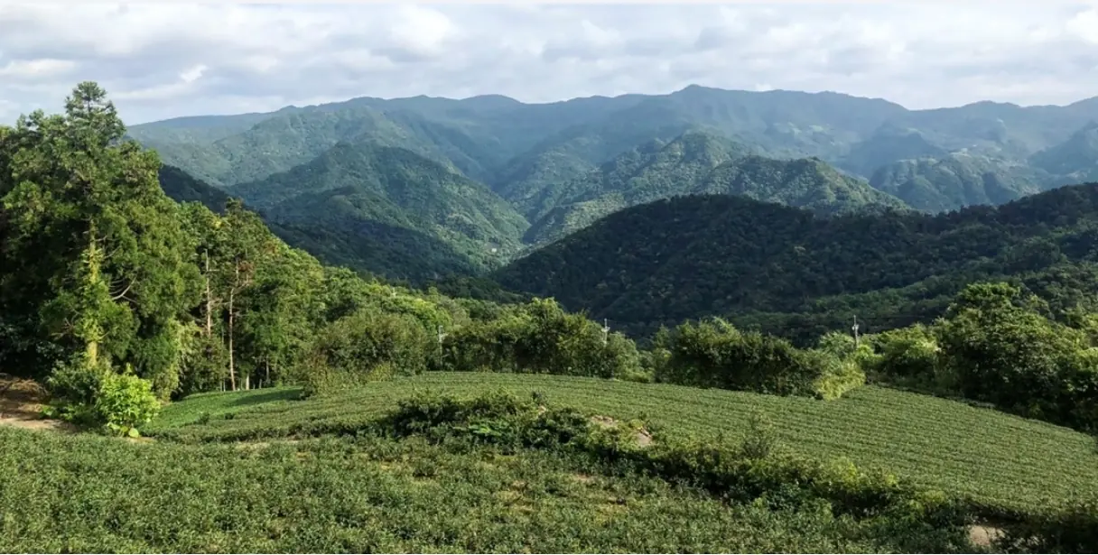 坪林包種茶故鄉