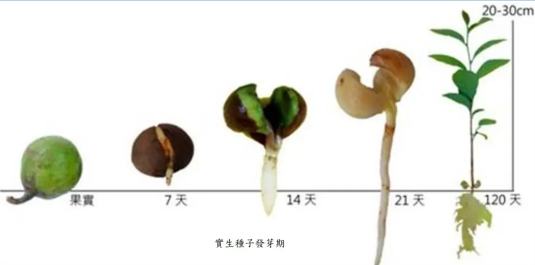 茶種子發芽期