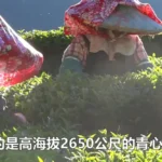 陳金地2650公尺高山的松露茶園