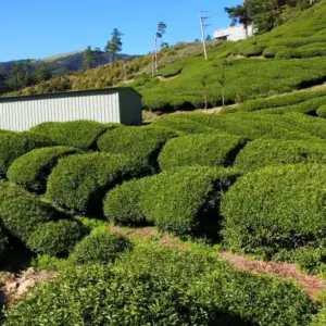 陳金地2650公尺高山松露茶園