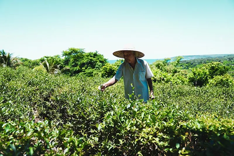 恆春港口村茶園
