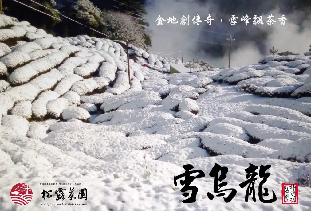 松露茶園雪烏龍茶區
