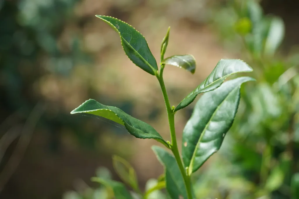 港口茶葉片外觀