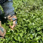 手採茶葉