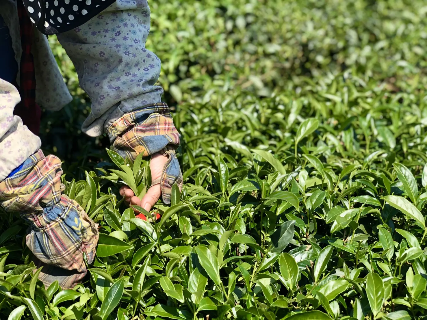 手採茶葉