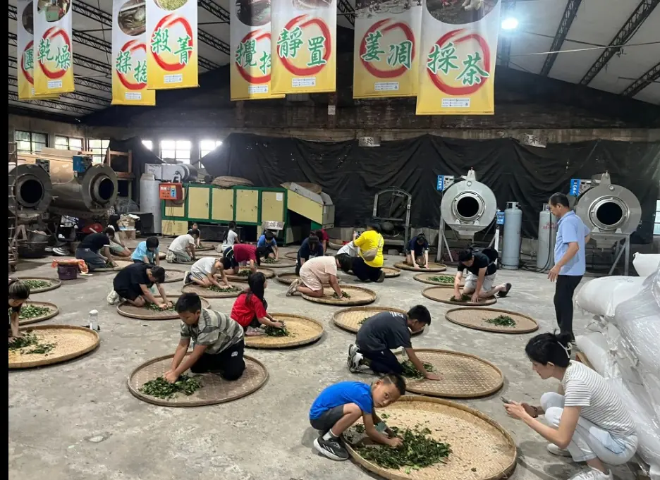 新元昌紅茶產業文化館小小製茶師活動