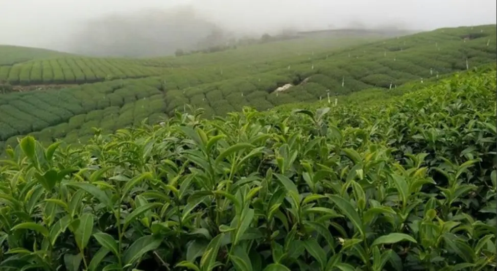 阿里山石棹珠露茶區