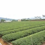 松柏長青茶園