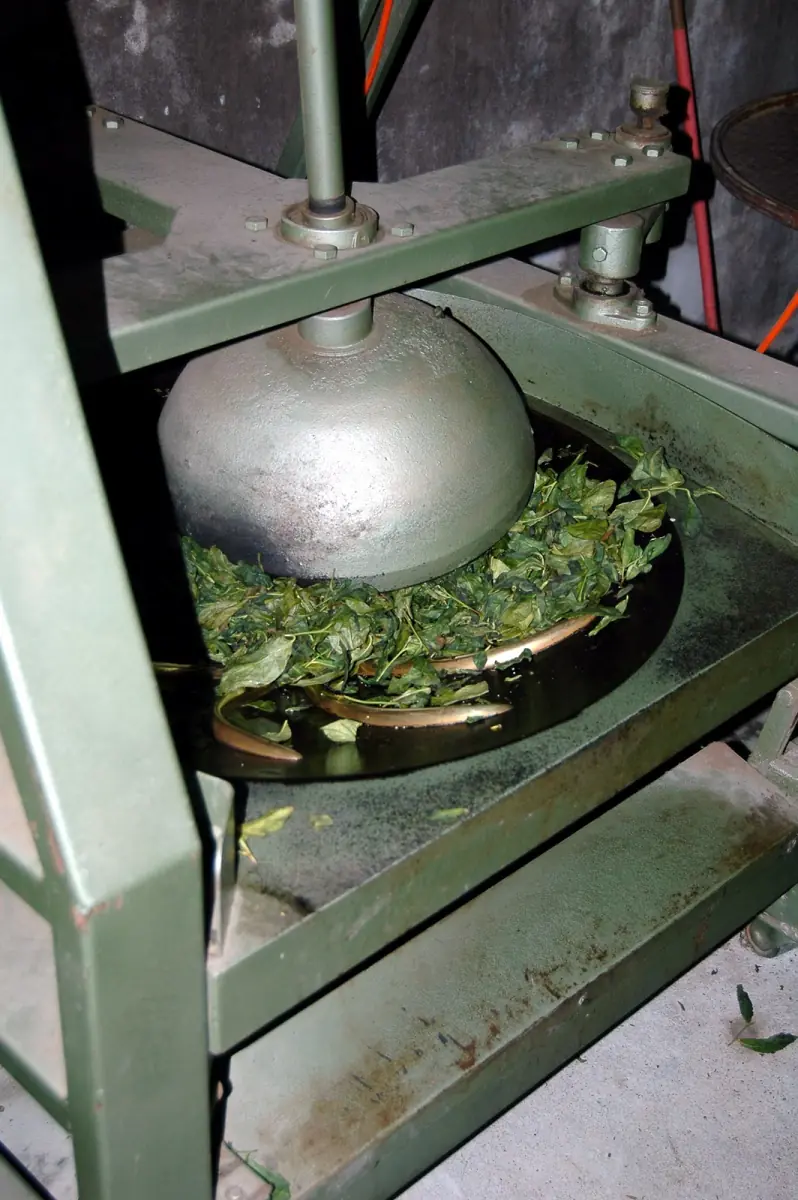 茶葉揉捻機