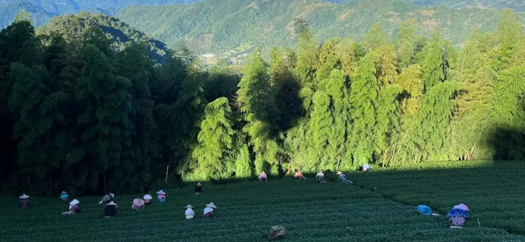 高山茶故鄉隙頂茶區