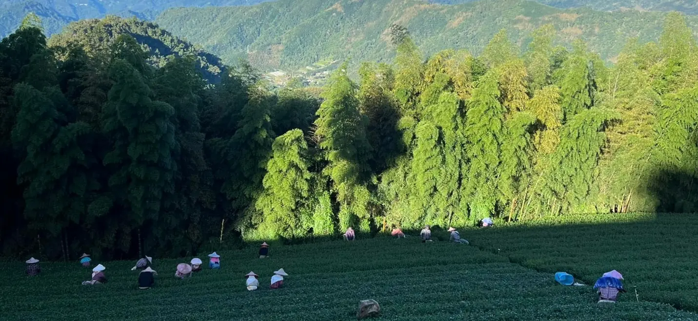 高山茶故鄉隙頂茶區