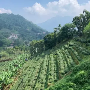 南投凍頂山烏龍茶區