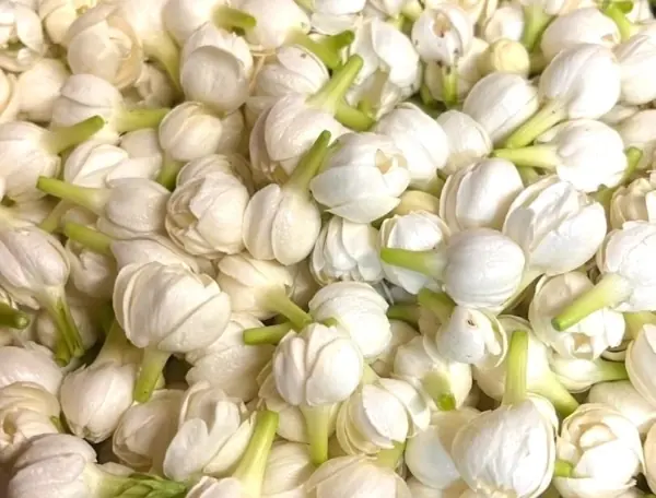 新鮮的茉莉花花胚