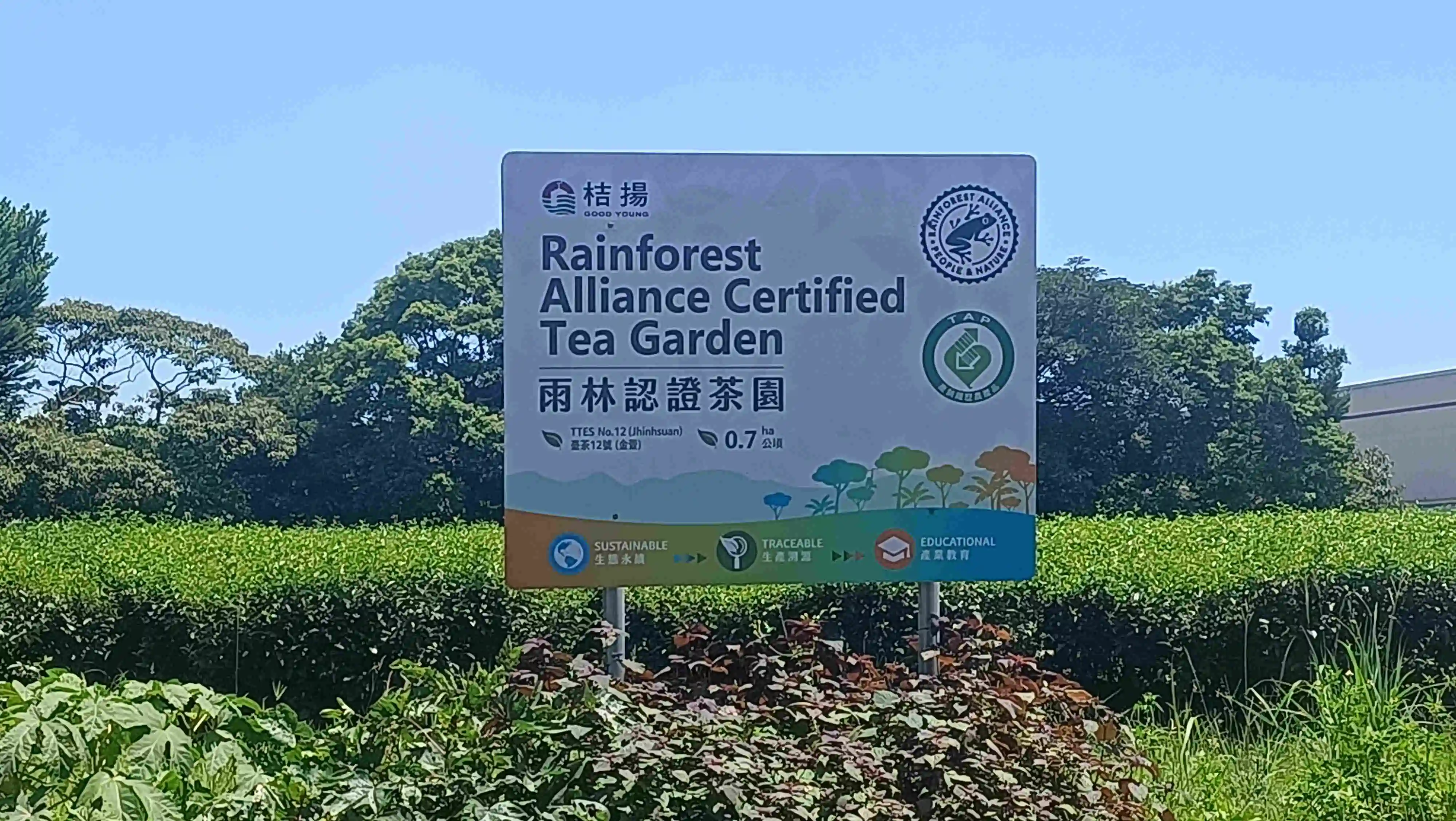 桔揚茶業熱帶雨林認證茶區