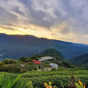 阿里山日出茶園全景