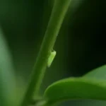 小綠葉蟬