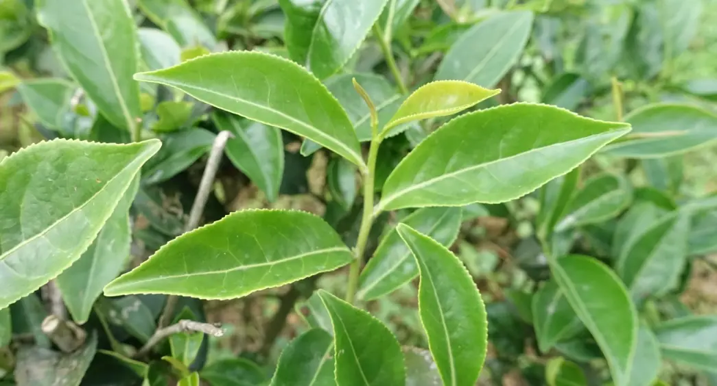 四季春茶樹