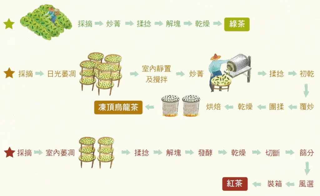 茶菁加工製作解構圖