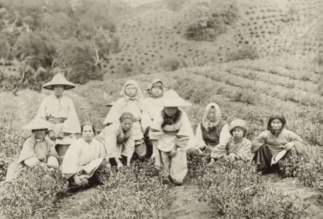 1895年美國攝影師喬治‧普萊斯（George Price）拍攝大屯山上的茶園與採茶者