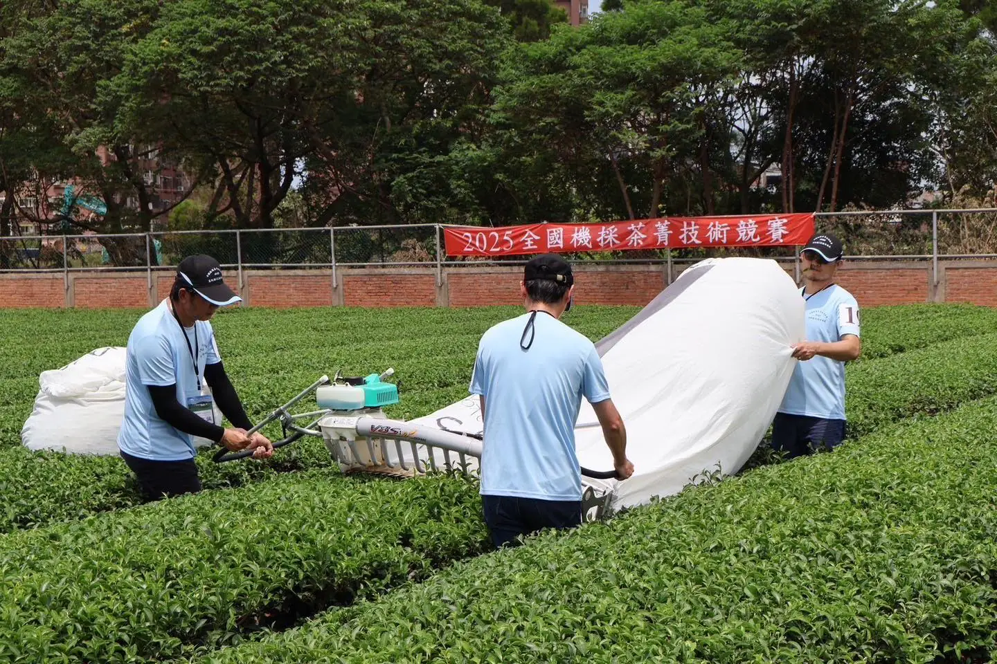 2025全國採茶菁競賽