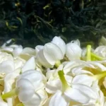 茉莉花與包種茶的窨花工藝