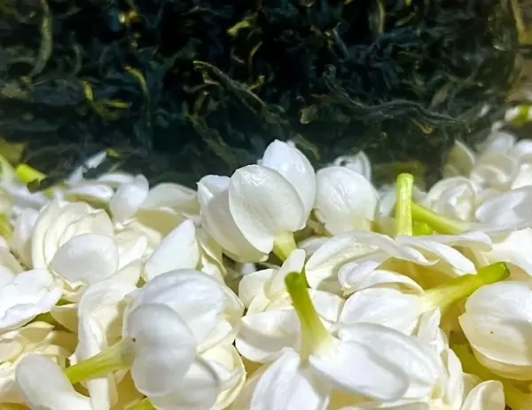 茉莉花與包種茶的窨花工藝
