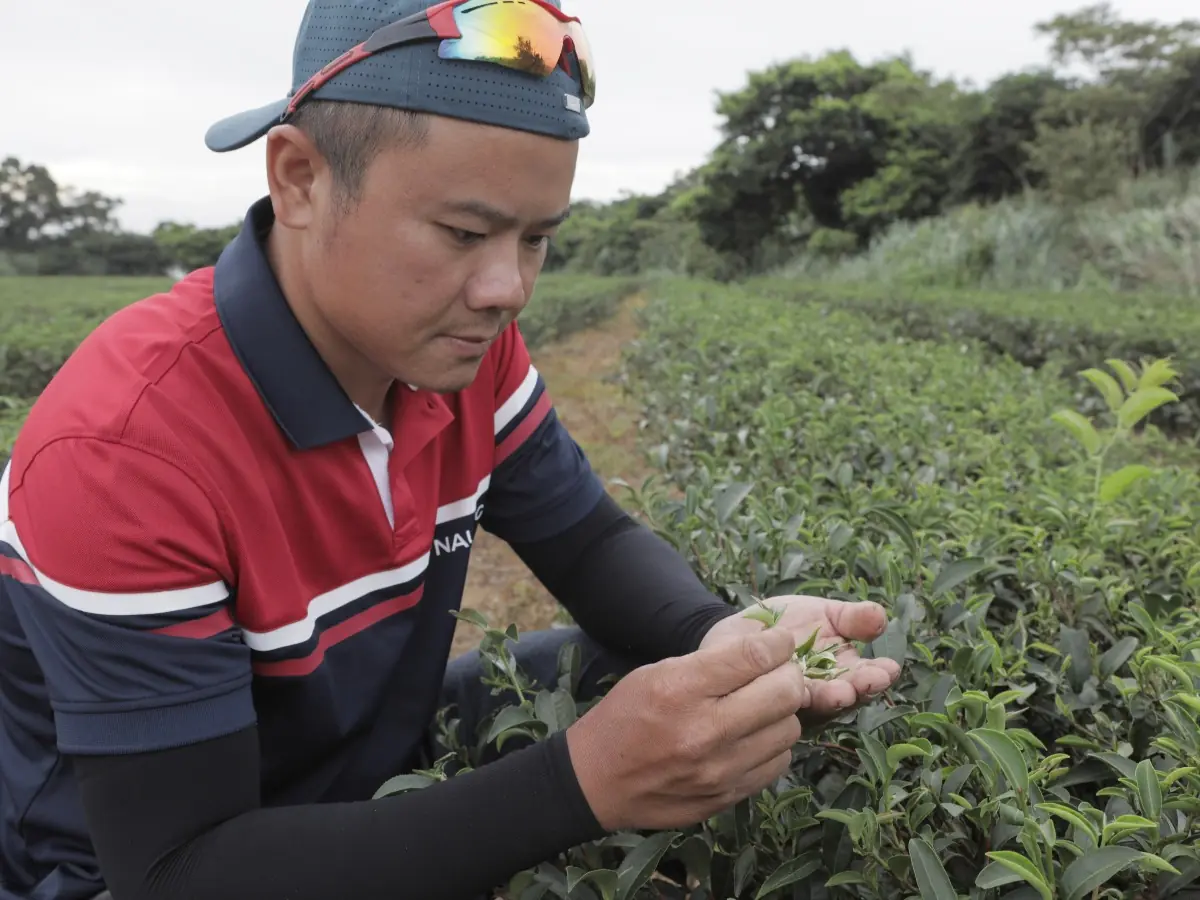 廖俊融巡視茶區