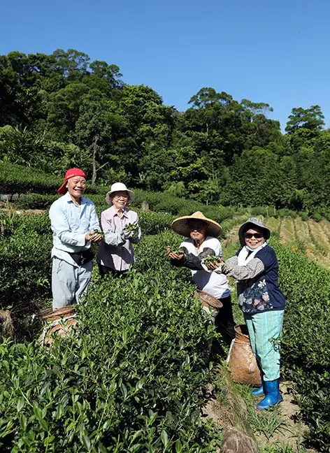 木柵智鴻茶場茶區