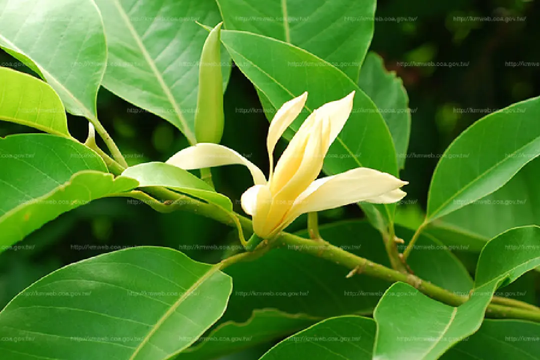 玉蘭花