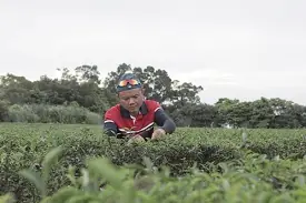 廖俊融巡視茶園