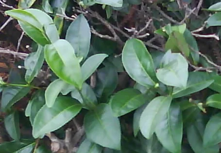 臺灣茶樹品種-台茶12號金萱