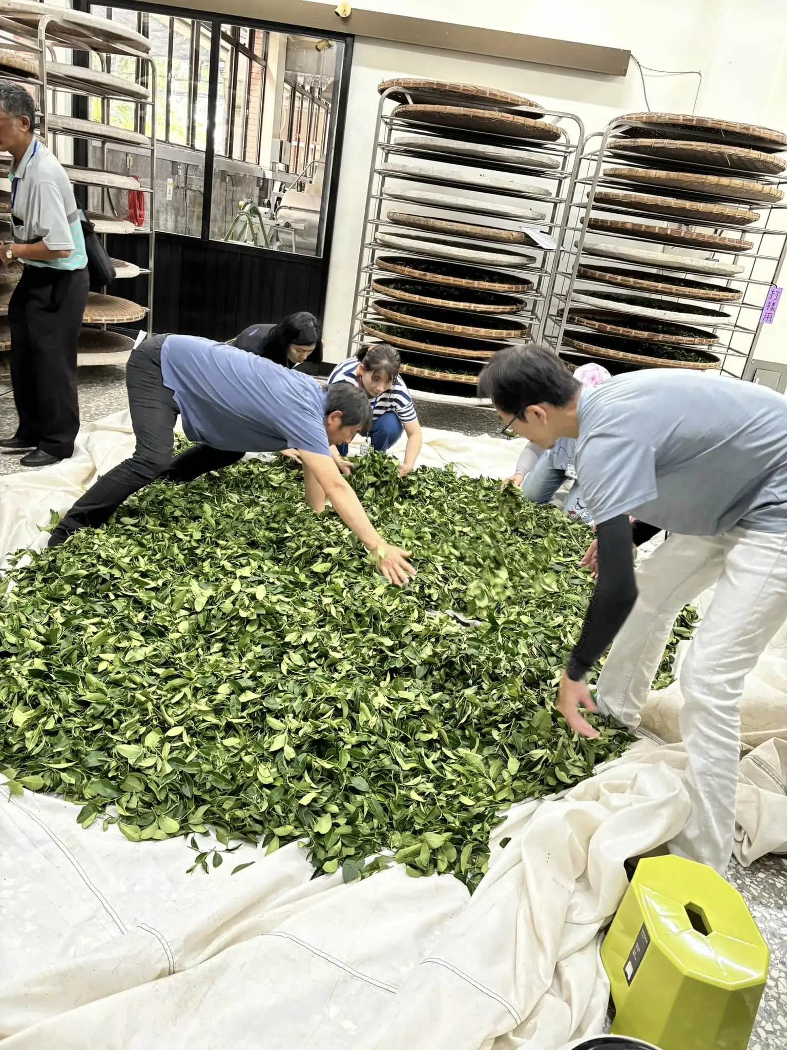 室內茶菁委凋