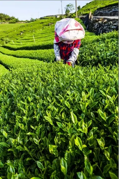 茶園採茶菁