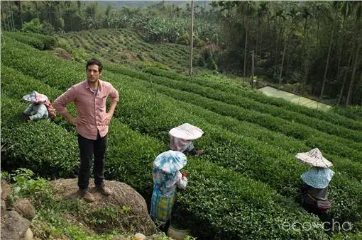 合夥人法瑟吉在茶區