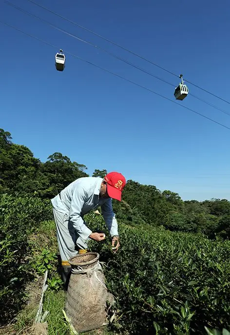 木柵智鴻茶場茶區