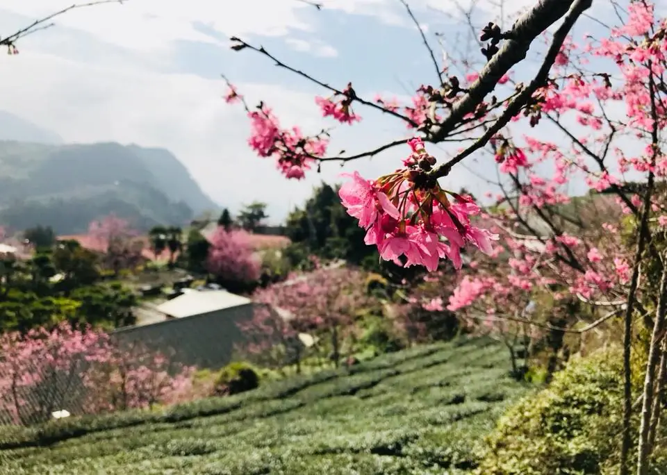 十三製茶園茶區