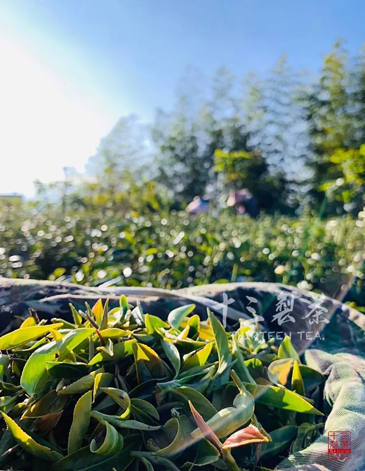 十三製茶手採茶菁