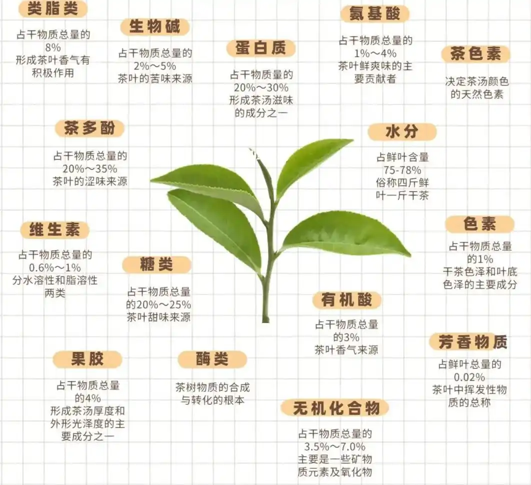 茶葉的內含物質成份