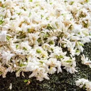 梔子花與包種茶的製作