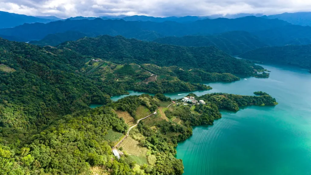 石碇千島湖鐵觀音茶園